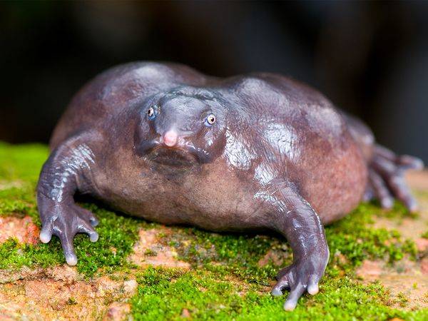 Purple Frog