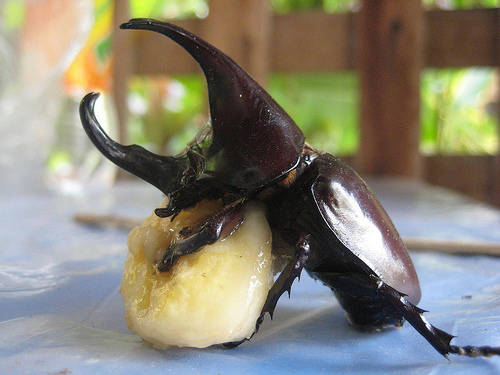 Behold! The gooey germs turned into these gross beetle things. I guess their brave experiment was a success. Apparently rhinoceros beetles are good for gardens.