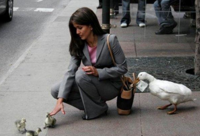 5.) Beware of the duck scam.