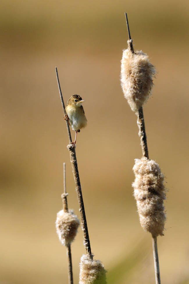 Look at this sweet picture of this tiny bird. That bird is straight chillin'.