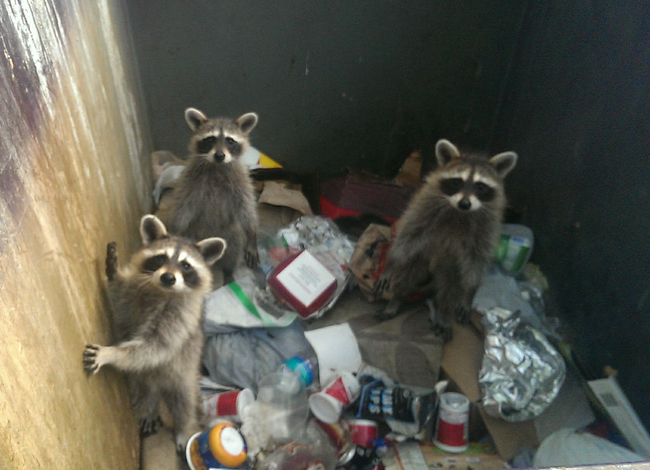 9.) These guys were either going through your trash or planning your surprise party.