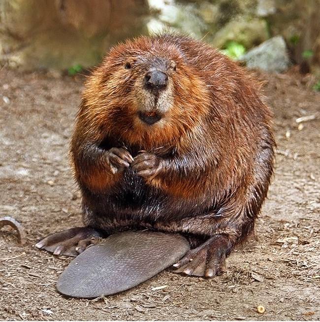 Beavers