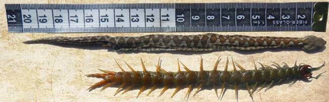 Unfortunately for this particular viper, this centipede did not want to go down without a fight. Judging from the post-mortem examination, it looks like the viper was able to initially eat the centipede. However, once it was swallowed, the centipede tried to claw its way out of the viper's stomach. It nearly succeeded.