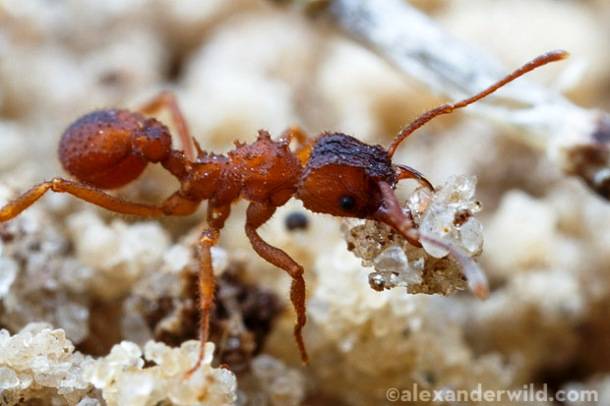 7.) Ants grow, cultivate, and investigate individual fungus species. They also inter-breed them.