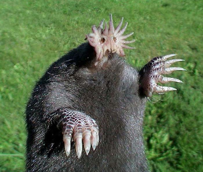 24.) Star Nosed Mole.