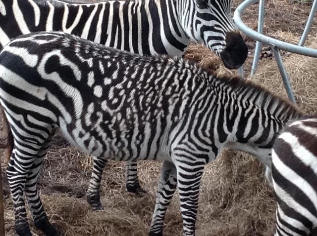 22.) Crazy zebra strip pattern.