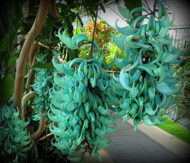 Jade Vine (Strongylodon macrobotrys)