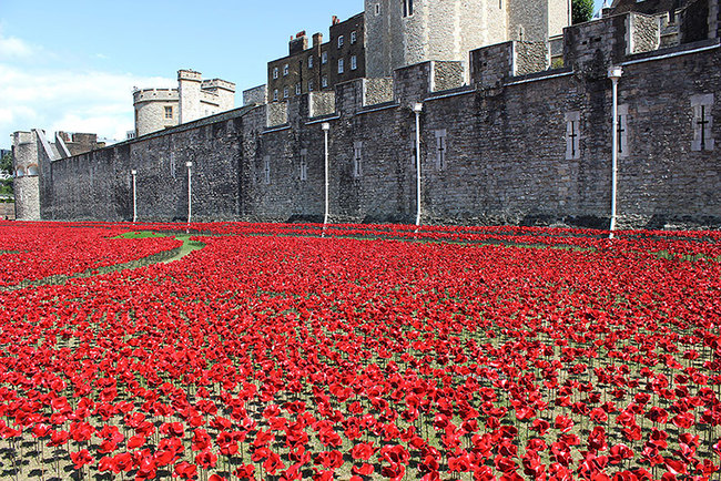 The last poppy will be symbolically planted on the last day of the installation: November 11, Armistice Day.