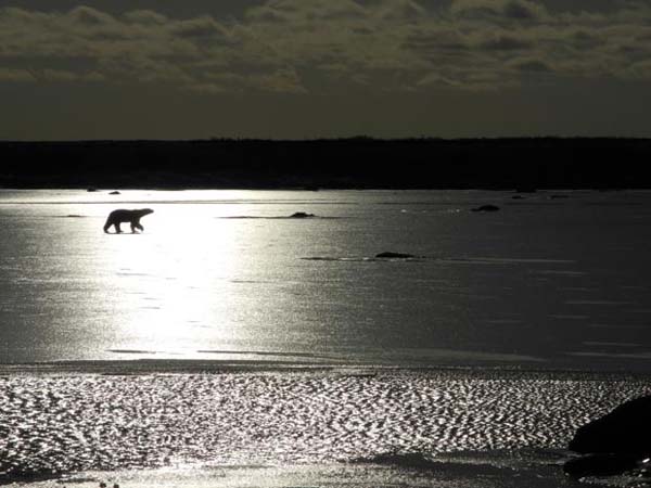 Seeing these creatures during the annual polar bear migration should be on your bucket list.