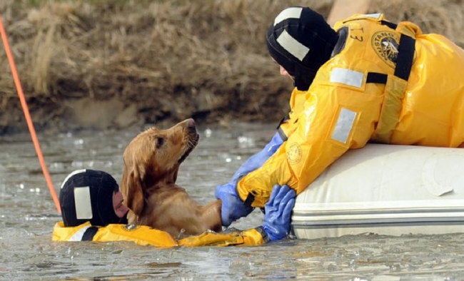 6.) Dog is pulled to safety from a treacherous river.