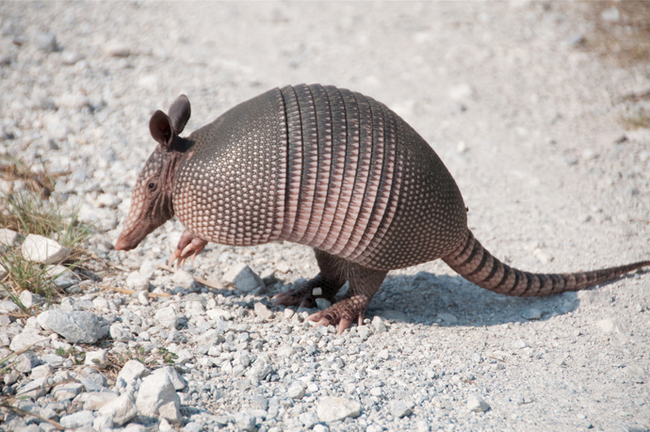 Like bears, armadillos are able to put their pregnancy on hold while they wait for the conditions to be just right. Gestation only takes about 4 months, but the babies are often born around 8 months after conception.