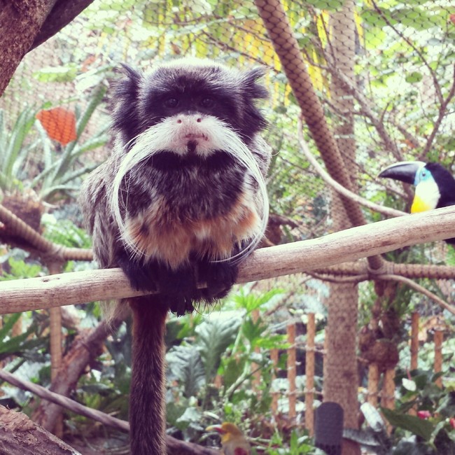 These guys will forever trump all other mustachioed beings. Rock on, little tamarind. 