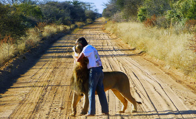 Besides Zion, Frikkie has raised countless other big cats, but these two clearly have an incredible bond.