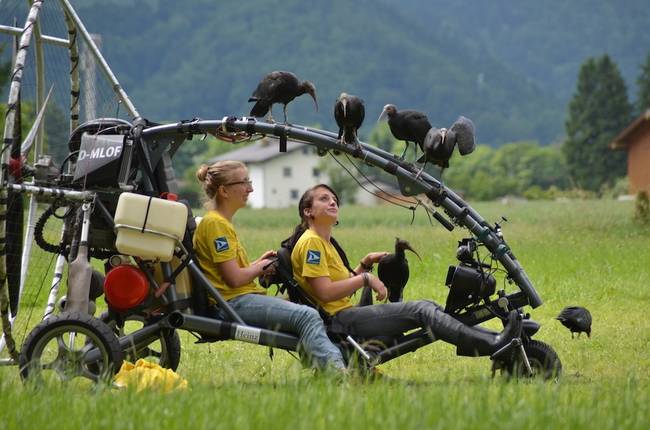 Fritz explains, "That the birds under these difficult conditions followed the aircraft at all is certainly down to the extremely close relationship with their two foster parents."