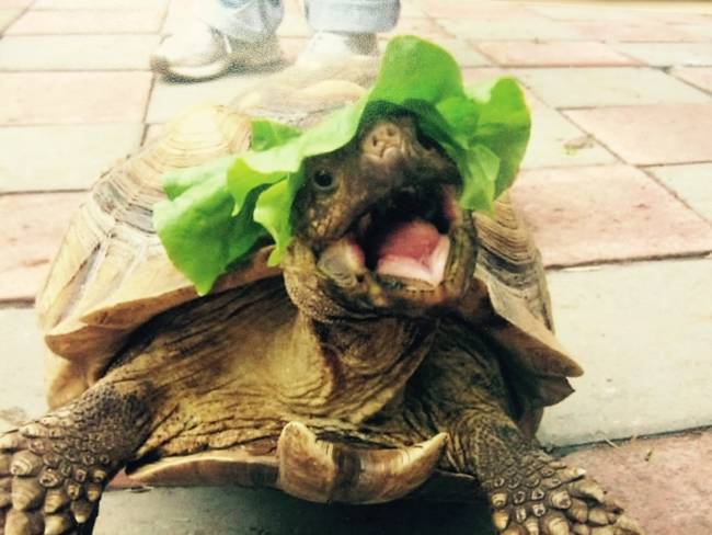 "Haha! I put the lettuce on my head! Instead of in my mouth! D'YOU GET IT?!"