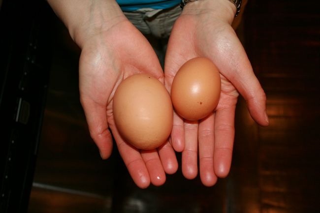 22.) Chickens with red ear lobes lay brown eggs, and chickens with white ear lobes lay white eggs. Weird.