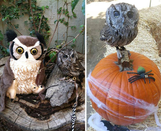 He's also got a stuffed animal friend and fit right in for Halloween!