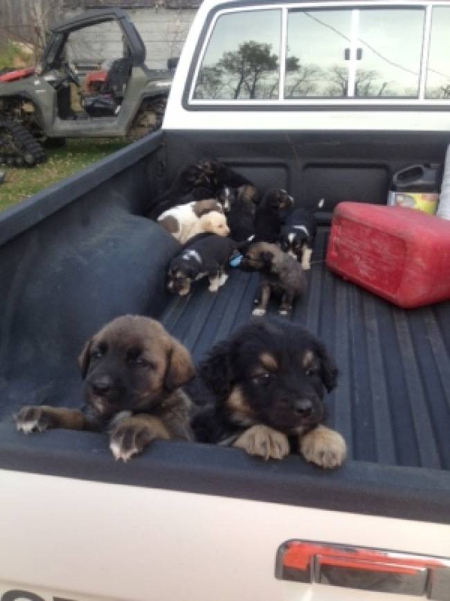 Zubiak may not have wanted to take in 20 pups, but he knew he couldn't leave the dogs out there for the cold or coyotes to get them.