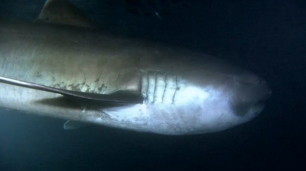 12.) Megamouth Shark