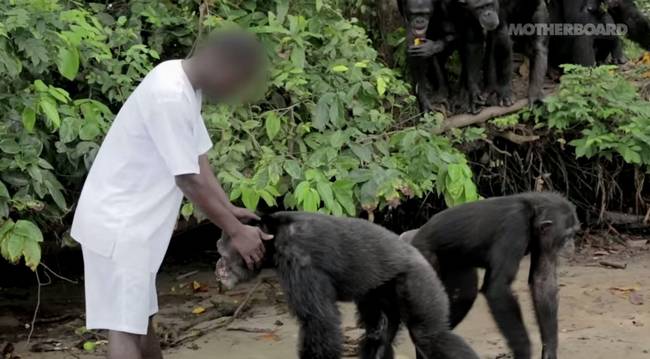 The chimps know and trust this team, almost as if they were a member of their own family.