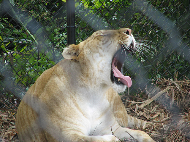 1.) As was foretold by the prophet Napoleon Dynamite, a liger is a cross between a lion and a tiger. It's Napoleon's favorite animal because, as he claims, "it's bred for its skills in magic."