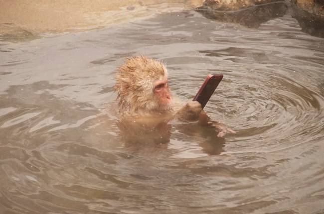 This monkey does not seem to care that his upgrade isn't until next month.