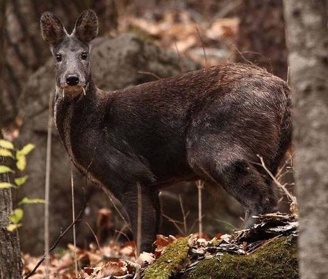 Only male musk deer have fangs, and they're used for attracting females during mating season.