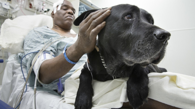 12.) Orlando: While at a New York City subway platform, Orlando's blind owner fell onto the tracks and was knocked unconscious as a train approached. Orlando jumped down and laid on top of his owner, saving him from the impact.