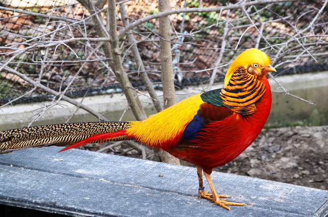 6.) Golden Pheasant