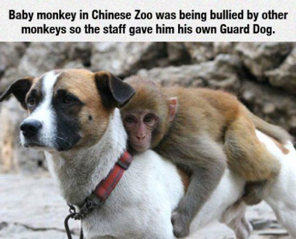 Bullying also exists in the animal world.