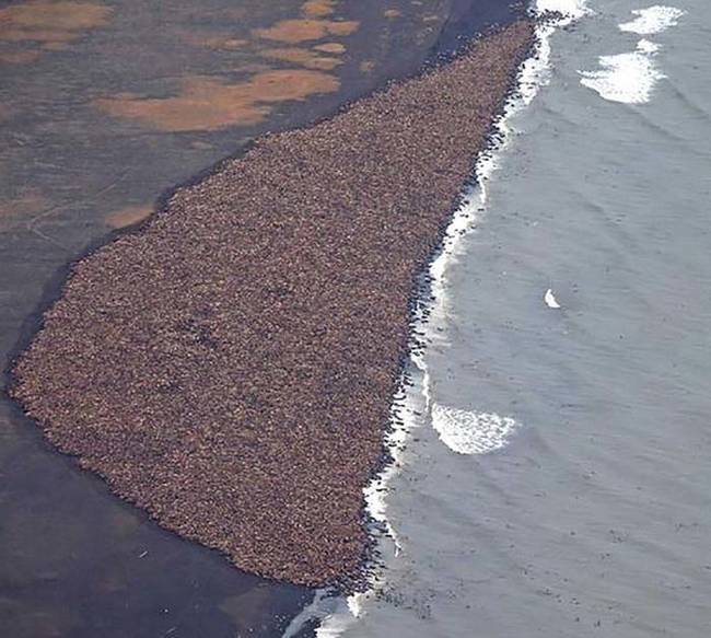 Since walruses cannot swim as well as other marine mammals, they use sea ice to rest while swimming. Unfortunately, climate change is drastically reducing the amount of stable sea ice in the shallows near the coast where walruses live.