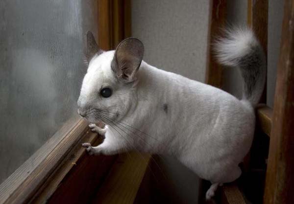 20.) Mr. Chinchilla is looking for you.