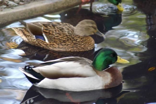 3.) Mallards.