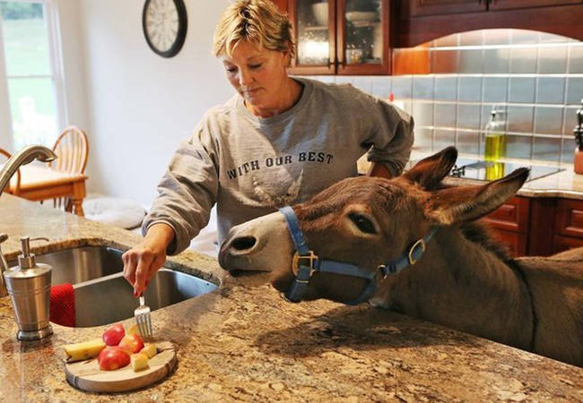 As a baby, Joplin suffered illnesses that led his owners to allow him inside. As he grew up, he just assumed that was where he was meant to be.