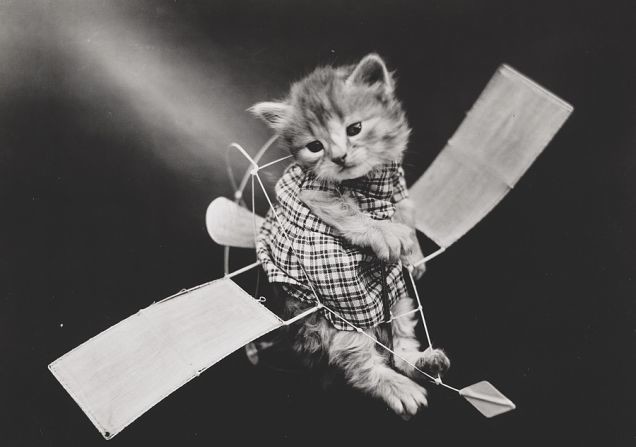 In 1914, flight was only 11 years old. This kitten was very on trend in this picture.