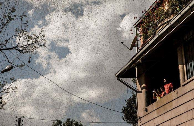 Madagascar is located along the locusts' migration route, which helps explain the issue.