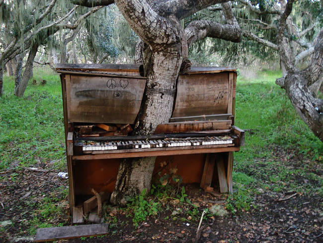 17.) The Old Piano Tree, California