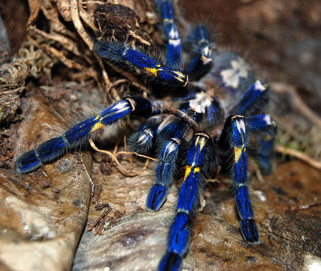 Cobalt Blue Tarantula