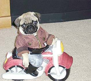 Easy Rider Pug