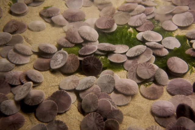 You may think of them as the white coin-like creatures that wash up on the seashore, but they actually look quite different while they're alive.