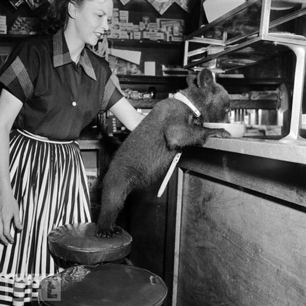 29.) A bear cub laps up a bowl of honey in a cafe (1950).