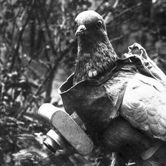 6.) Pigeons have had multiple uses during times of war. They have been used to carry messages and sometimes they have even been used as flying bombs.