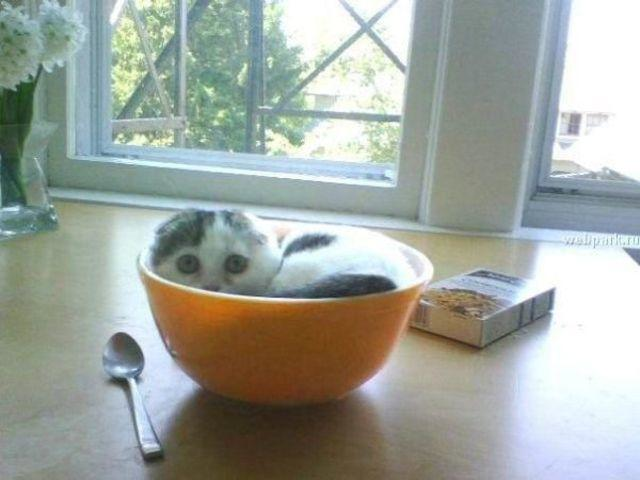 11.) That's either a small cat or a large bowl.