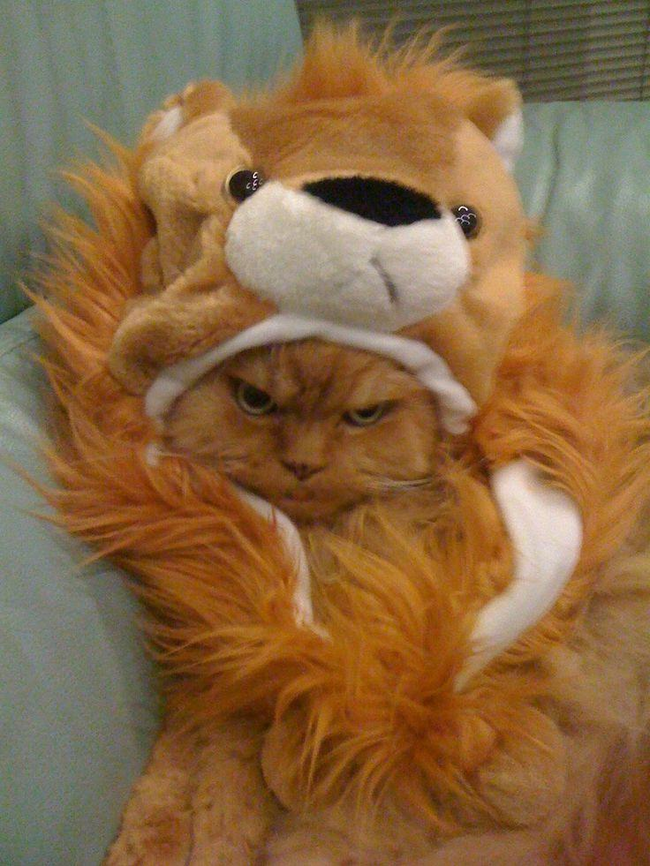 19.) This cat wants you to take your "Hakuna Matata" and shove it down your throat.