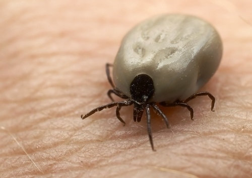 23. Don't worry about ticks anymore. Apply a glob of liquid soap to a cotton ball and swab the tick with the cotton ball for a few seconds.