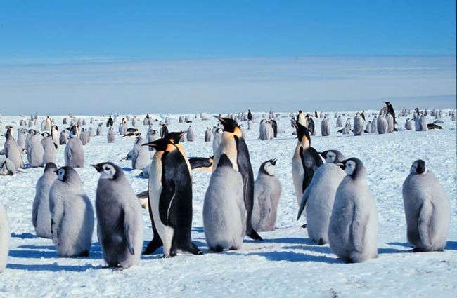 21.) Emperor penguins go above and beyond for their young. After mom lays her egg, the father penguin will guard it for months while mom goes to hunt and replenish her body. Then, she'll return for when the baby hatches and then dad will have a chance to hunt.