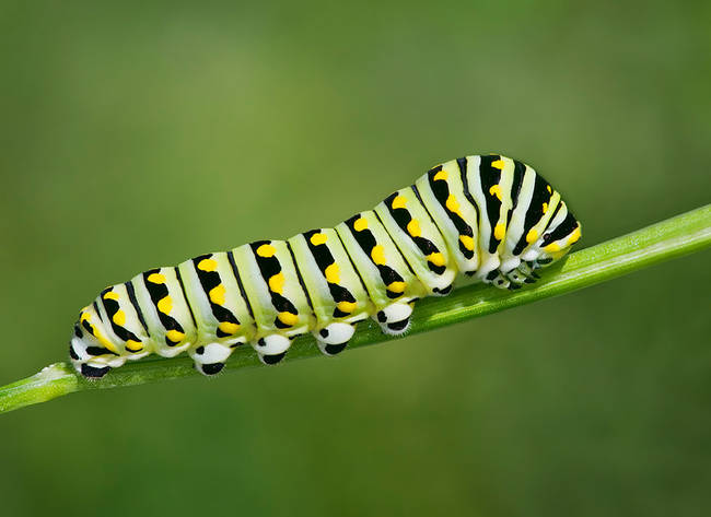 7.) Black Swallowtail