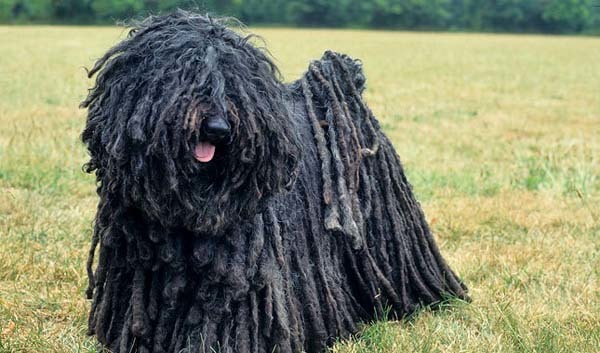 The Puli dog is a little wild, but still lovable.