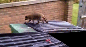 14.) Even when raccoons fail, they win.