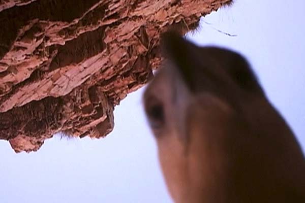 5.) Bird selfies are always a little blurry.